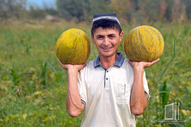uza.uz - Tilimi tilni yorar qovunlar