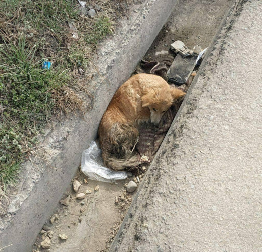 darakachi.uz - В Ташкенте стреляли в бездомную собаку: зоозащитники и ветеринары борются за её жизнь.