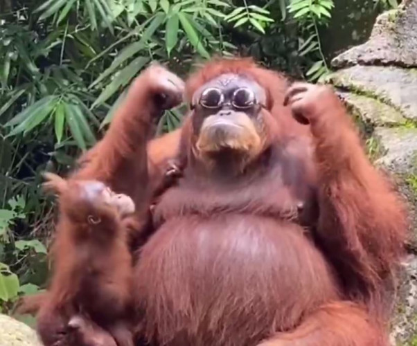 darakachi.uz - Самка орангутана из Индонезии стала звездой интернета